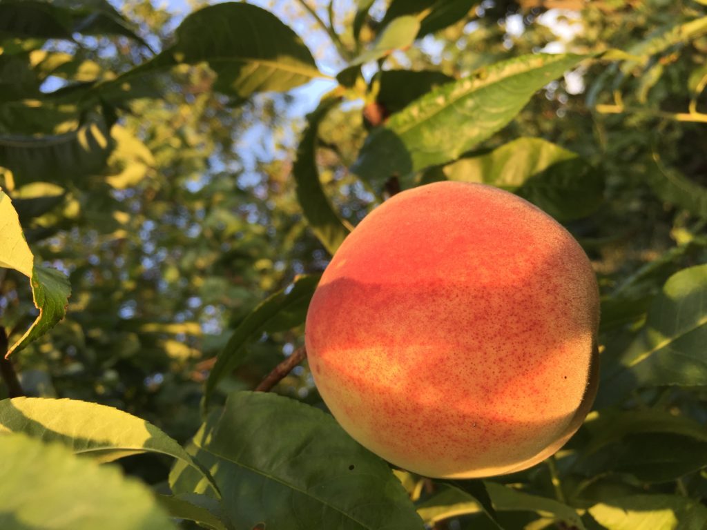Pfirsich  - die Frucht der Unsterblichen