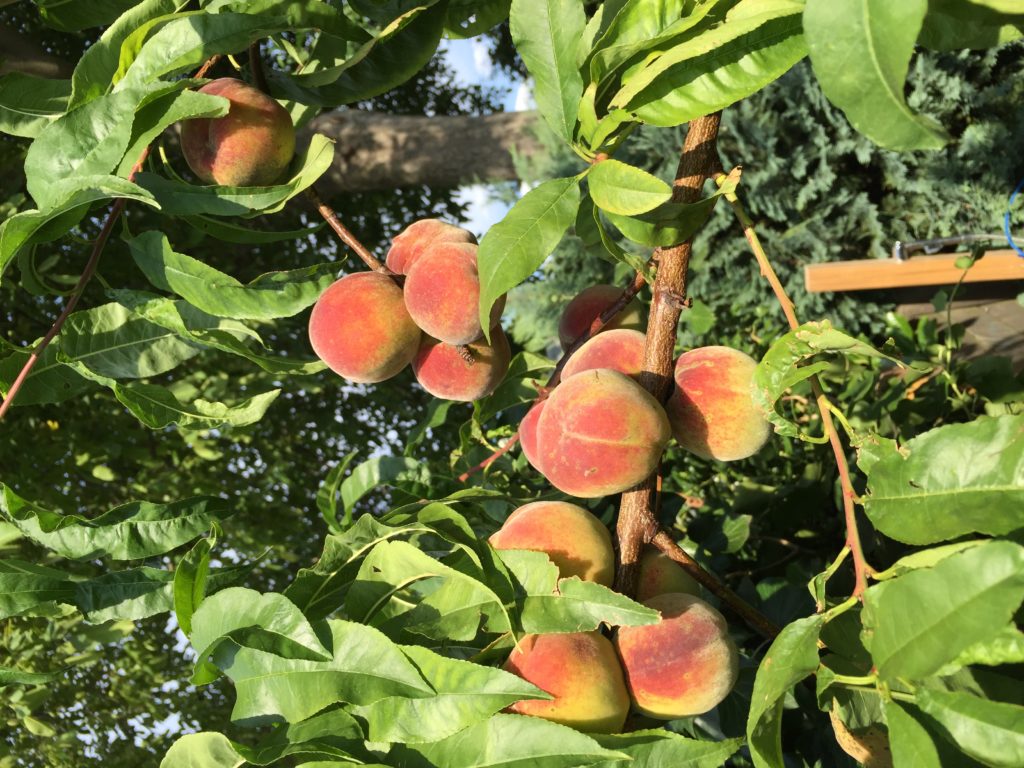 Pfirsich  - die Frucht der Unsterblichen