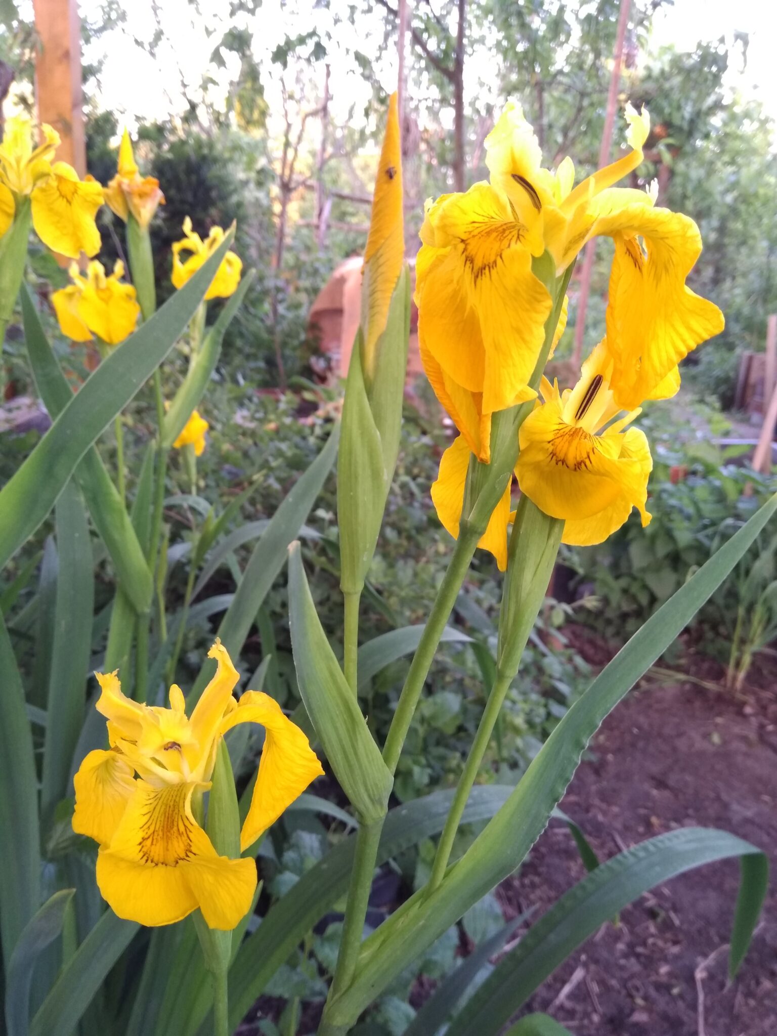 Gelbe Sumpflilie, gelbe Iris