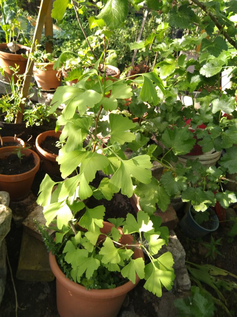 ginkgo (2) Home